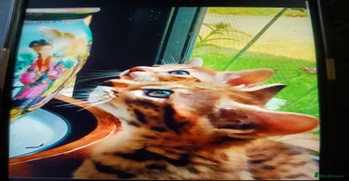 Savannah cats - Advert 1