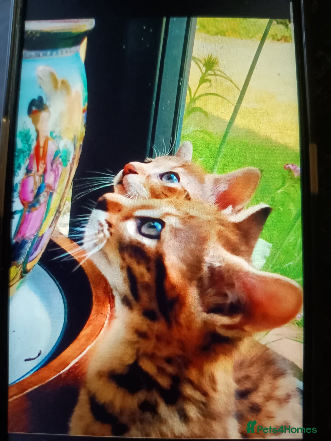 Savannah cats for sale: F3 savannah girls Tica reg  - Image 3