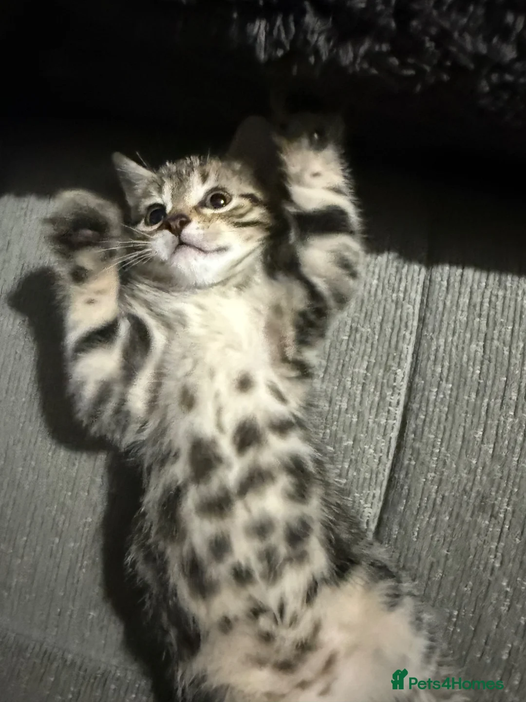 Mixed Breed cats for sale: Adorable shorthair Kittens looking for new home  - Advert 8