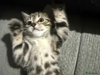 Mixed Breed cats Adorable shorthair Kittens looking for new home - Advert 2