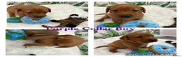Labrador Retriever dogs for sale: Stunning Labrador Retriever Puppies  - Advert 13