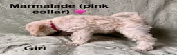 Schnoodle dogs for sale: Beautiful F1 Schnoodle Puppies - Advert 3