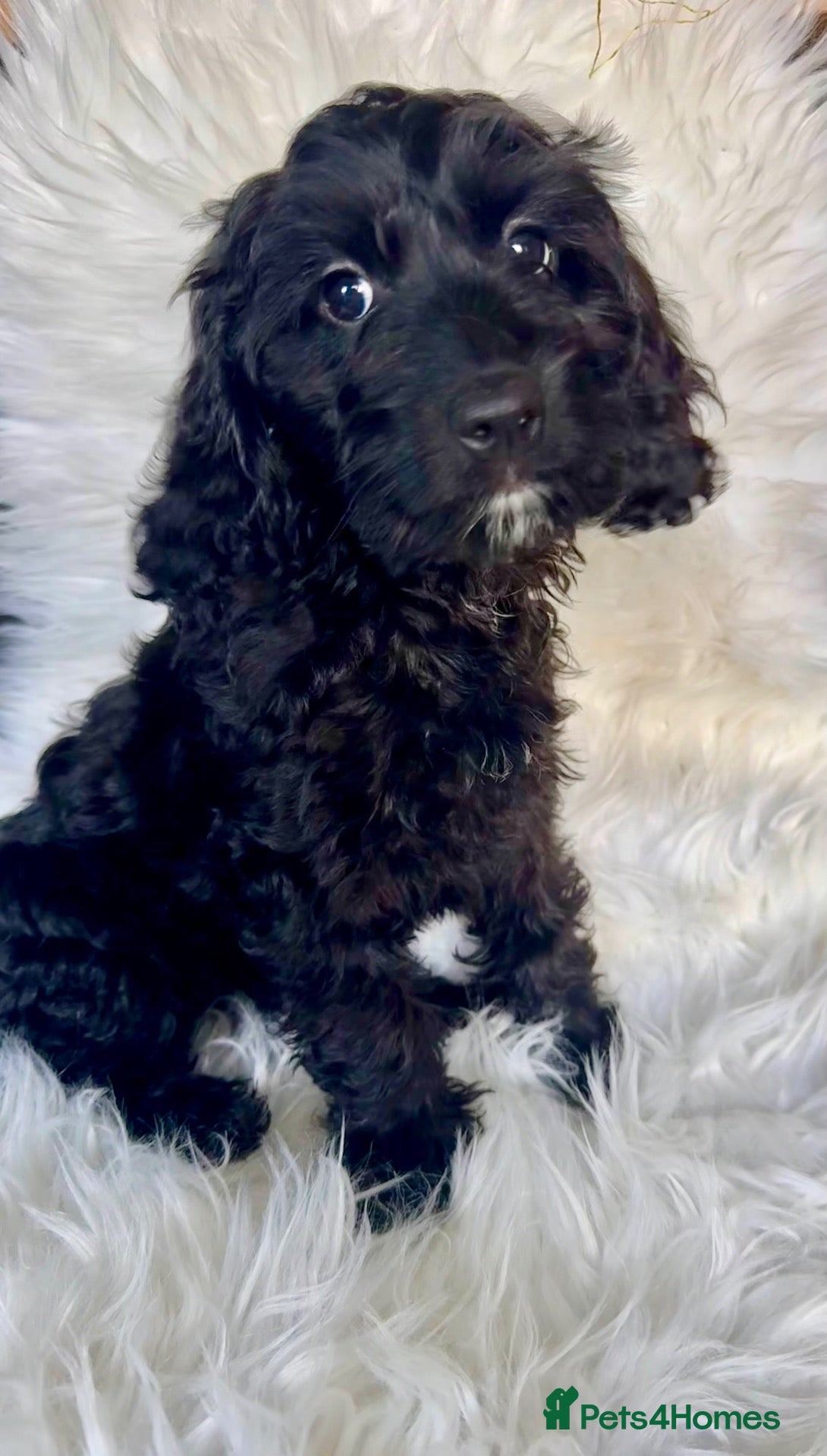 Cockapoo dogs 3 REMAINING FULLY VACCINATED/HEALTH CHECKED  - Advert 2