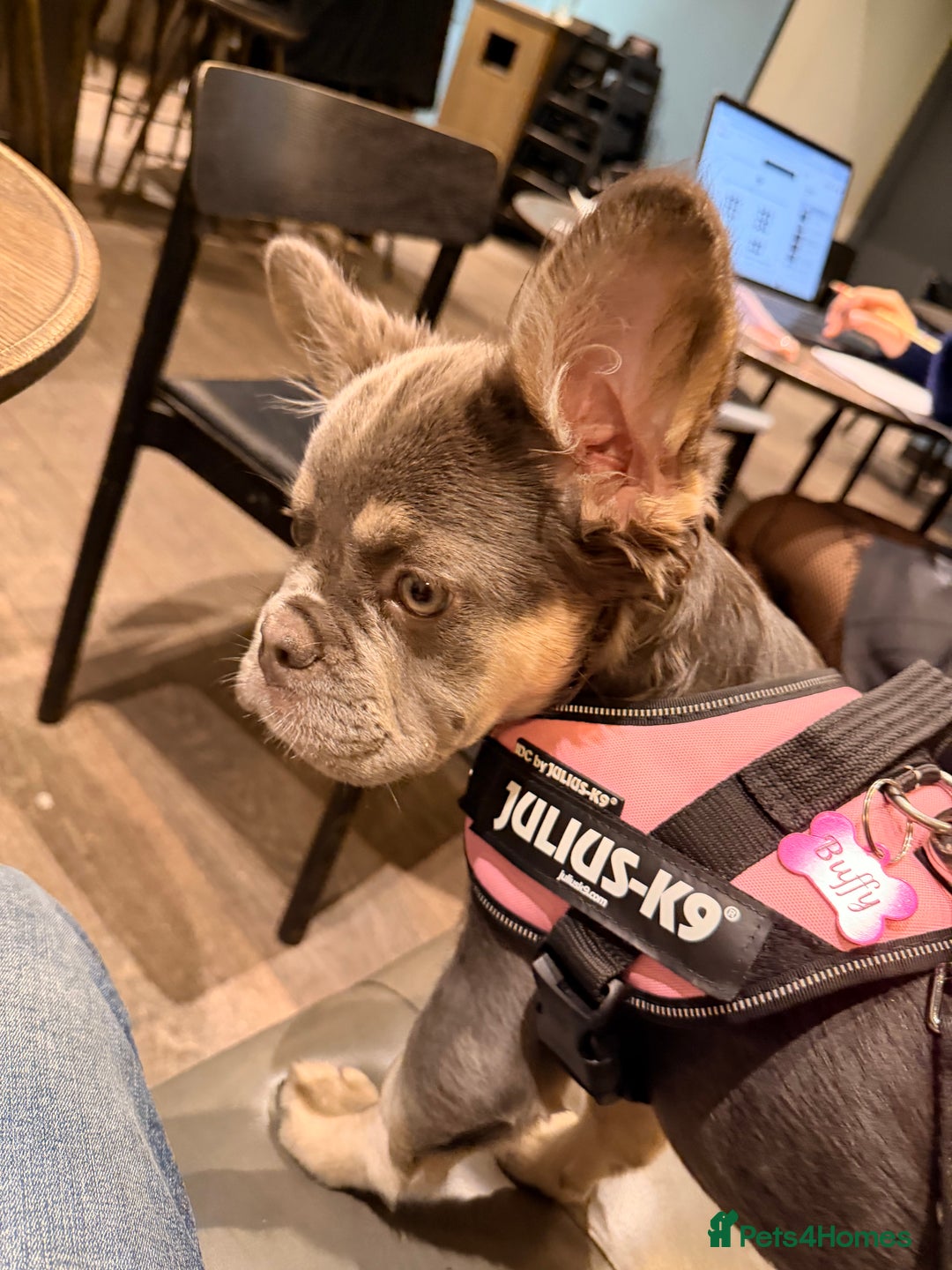 French Bulldog dogs for sale: Buffy the Fluffy Female French Bulldog - Advert 4