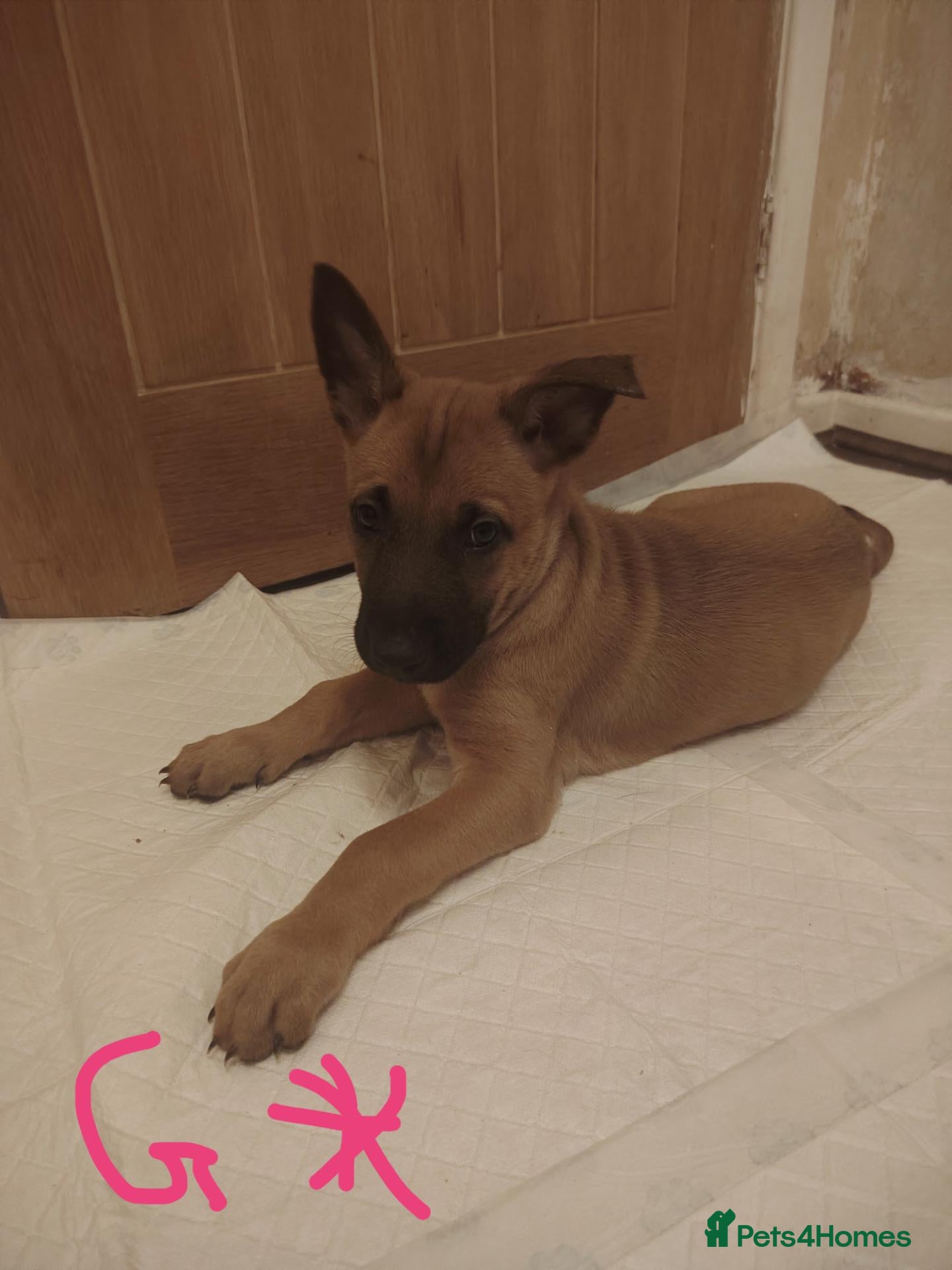 Belgian Shepherd Dog dogs Belgian malinois x Dutch herder - Advert 2