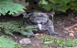 English Bulldog dogs for sale: Here come the Girls - Image 7