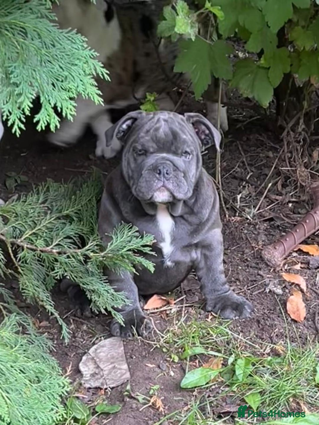 English Bulldog dogs for sale: Here come the Girls - Image 7