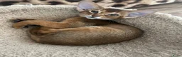 Abyssinian cats for sale: Adorable Abyssinian kittens - Advert 17