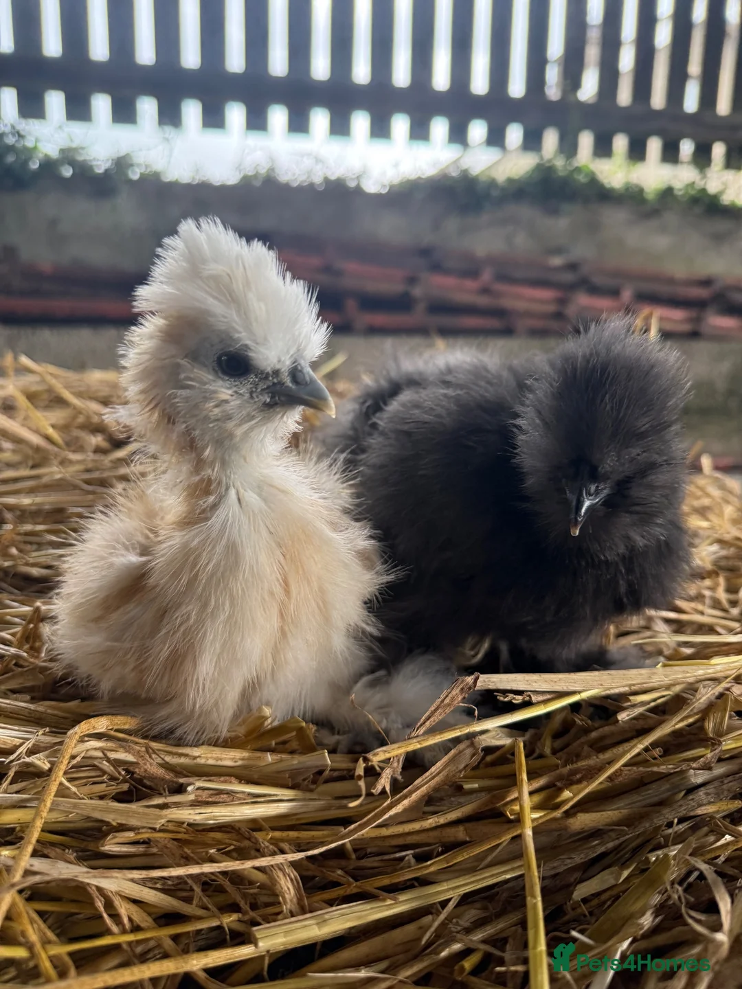 Chickens poultry for sale: Polish grower and USA silkie chicks  in Coleraine - Advert 2