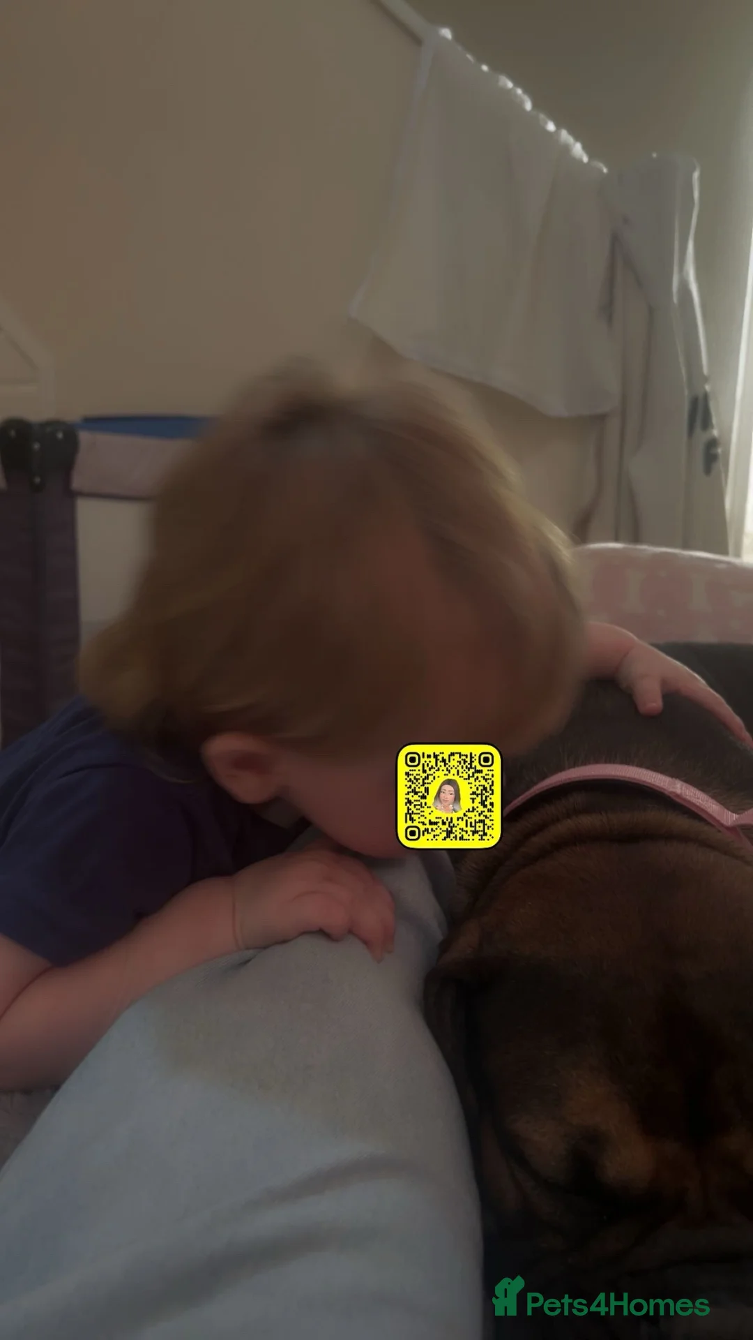 Dorset Olde Tyme Bulldogge dogs for sale: Dorset Old tyme bulldog  in Wadebridge - Advert 2