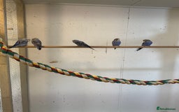 Budgerigars birds for sale: Baby  budgies in Whitstable - Image 5