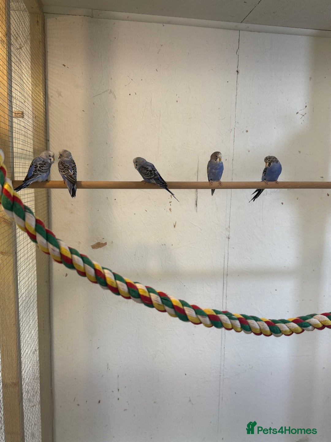 Budgerigars birds for sale: Baby  budgies in Whitstable - Image 5