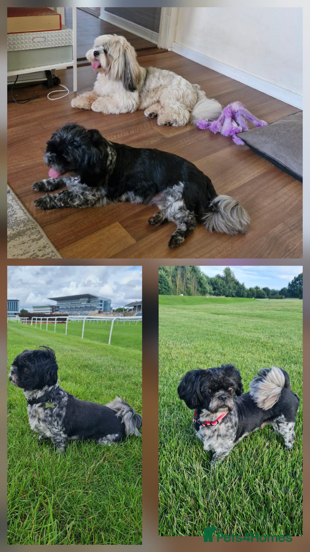 Mixed Breed dogs for sale:  Gorgeous Shih tzu poppies .🐶🐾 - Image 16