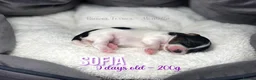 Yorkshire Terrier dogs for sale: Four Beautiful Biewer Terriers! - Advert 5