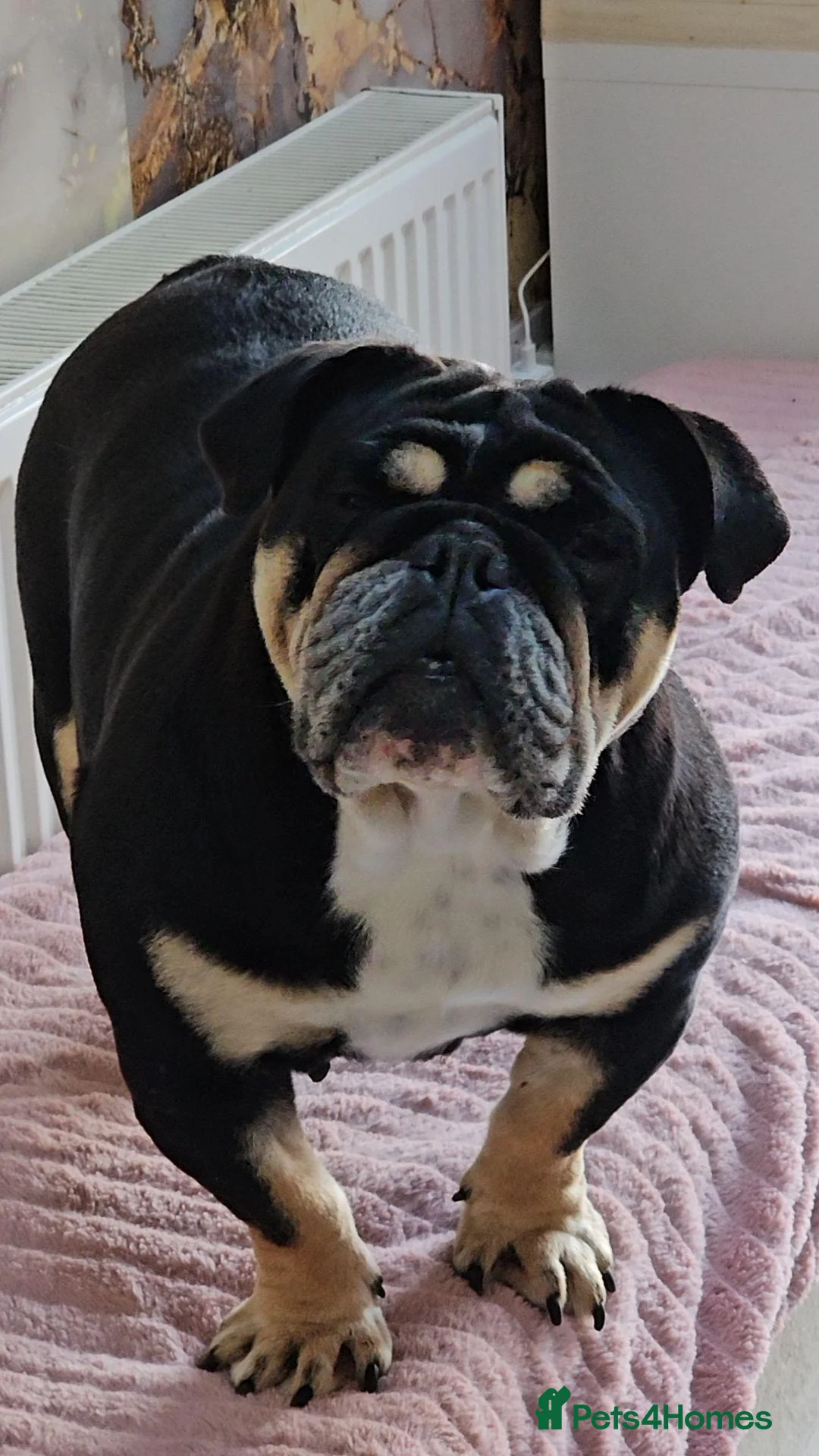 English Bulldog dogs for sale: Beautiful rainbow quality litter  - Advert 2