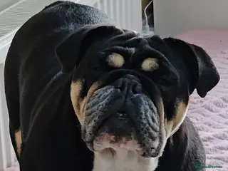 English Bulldog dogs Beautiful rainbow quality litter - Advert 2