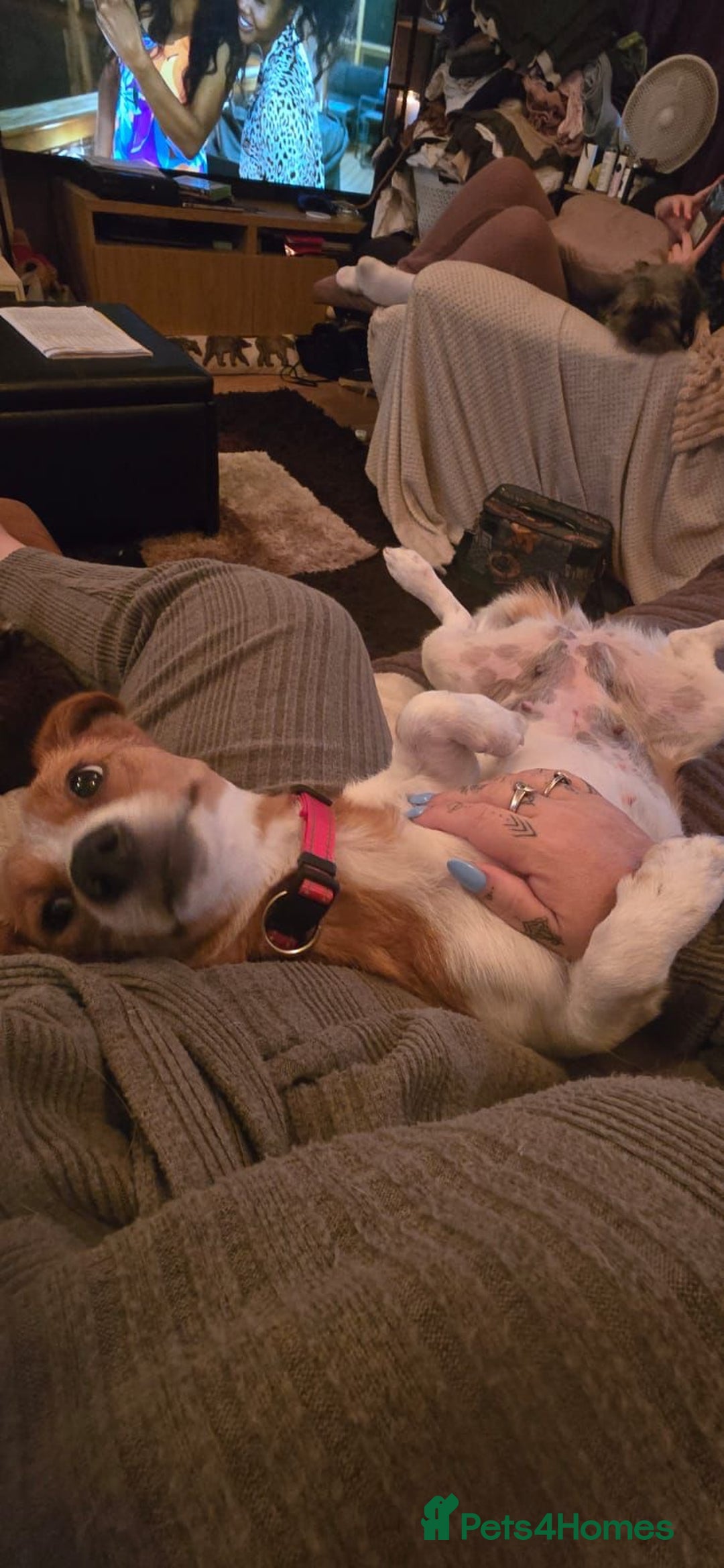 Mixed Breed dogs for adoption: Apricot  - Image 1