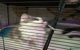 British Longhair cats for sale: Grey cute British Longhair male  - Image 13