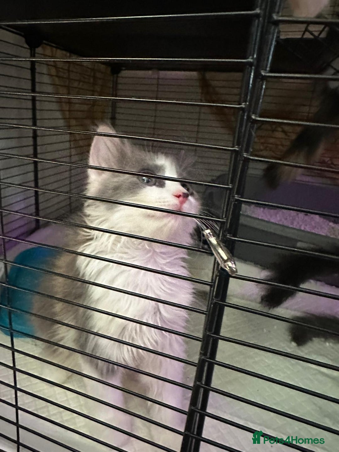 British Longhair cats for sale: Grey cute British Longhair male  - Image 13