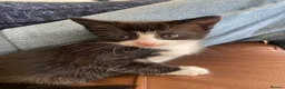 Mixed Breed cats for sale: Two gorgeous kittens - Advert 4