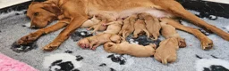 Labrador Retriever dogs for sale: 10 FOX RED KC LABS WITH HEALTH TESTED PARENTS - Advert 28