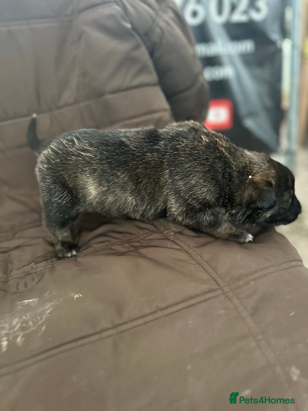 Mixed Breed dogs for sale: Dutch Herder Puppies  - Advert 22