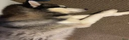 Siberian Husky dogs for stud: Siberian husky for stud in Edinburgh - Advert 5