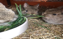 Netherland Dwarf rabbits for sale: 2 beautiful netherland dwarfs  - Image 1