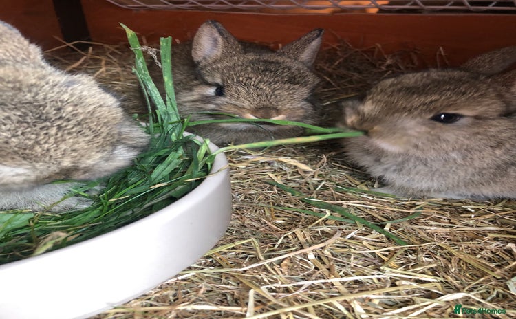Netherland Dwarf rabbits - Advert 8