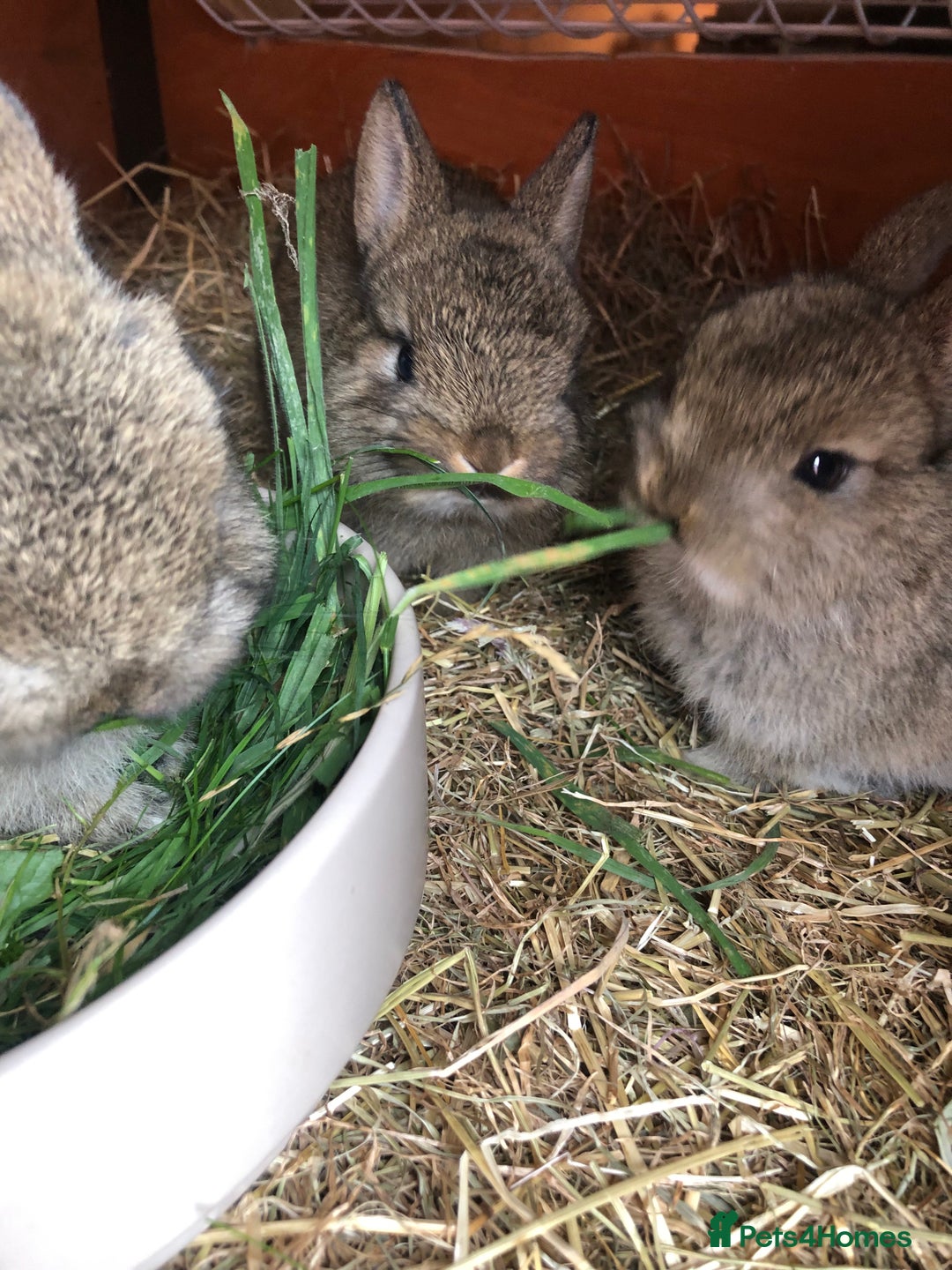 Netherland Dwarf rabbits for sale: 2 beautiful netherland dwarfs  - Image 1