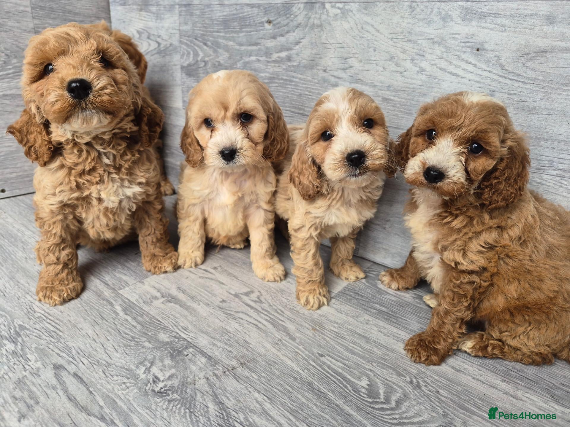 Cockapoo dogs Stunning red F1 cockapoo boys and girls READY NOW - Advert 2