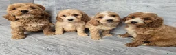 Cockapoo dogs for sale: Stunning red F1 cockapoo boys and girls READY NOW - Advert 5