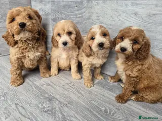 Cockapoo dogs Stunning red F1 cockapoo boys and girls READY NOW - Advert 2