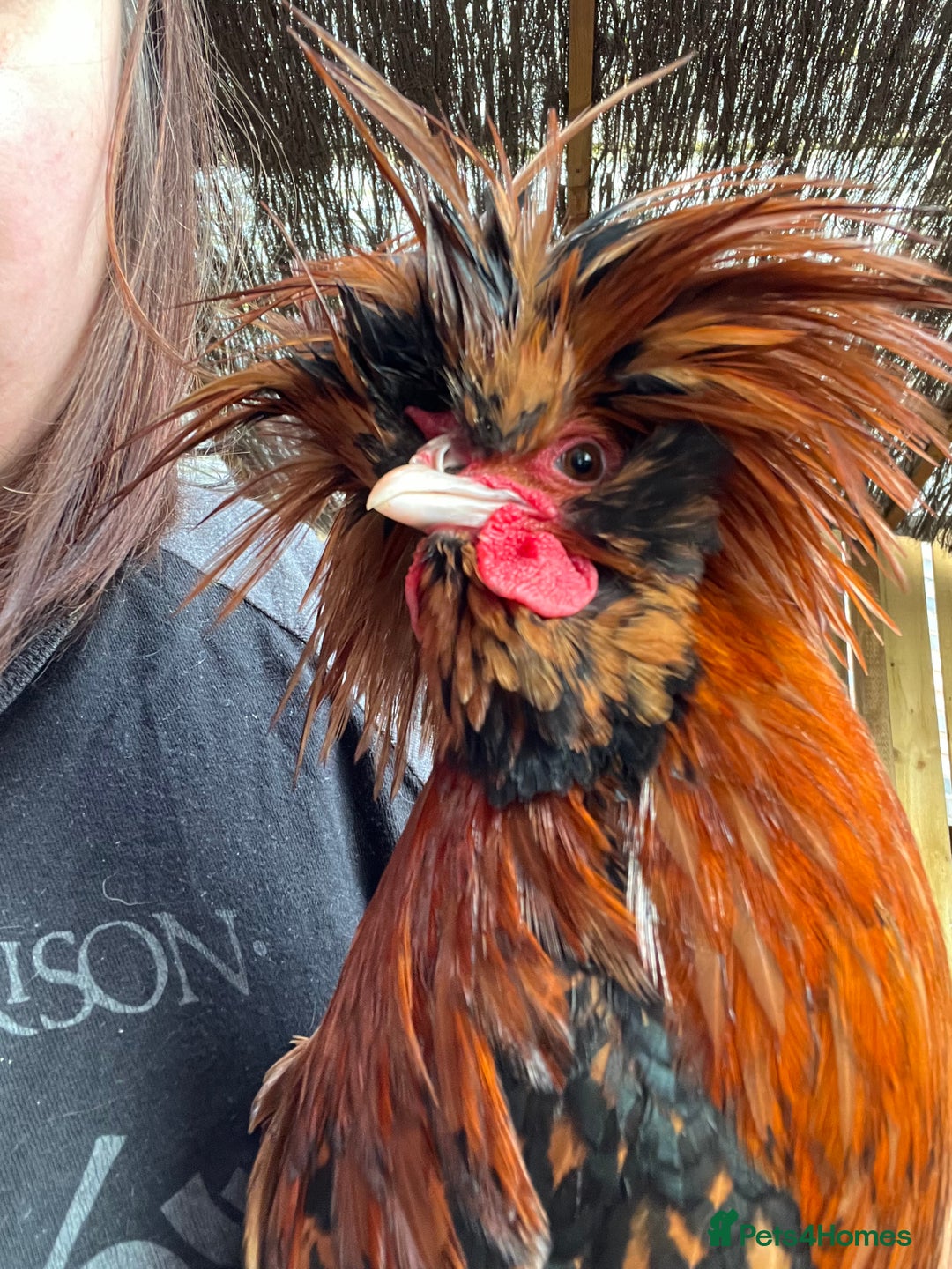 Chickens poultry for sale: Stunning Polish Cockerel Rooster Golden Lace Tame - Advert 1
