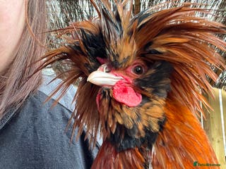 Chickens poultry Stunning Polish Cockerel Rooster Golden Lace Tame - Advert 7