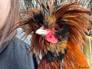 Chickens poultry Stunning Polish Cockerel Rooster Golden Lace Tame - Advert 12