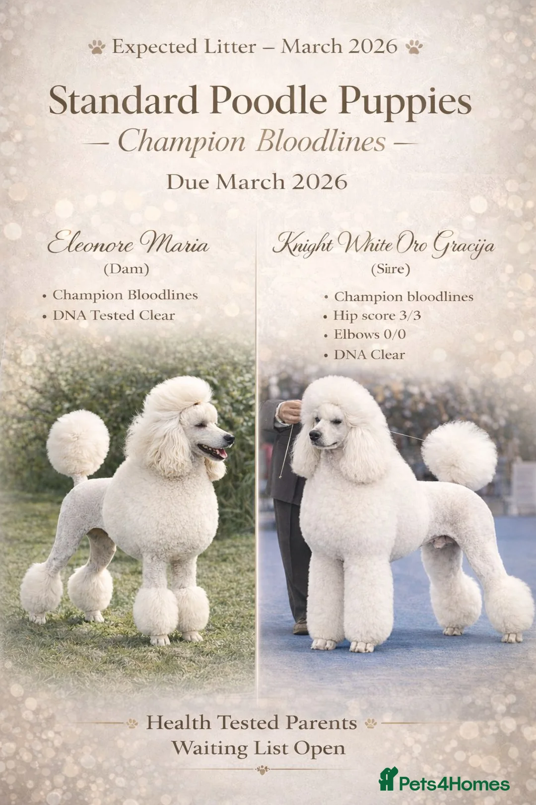 Standard Poodle dogs for sale: Elite Standard Poodle Puppies – Reserve Now 🐩 - Advert 1