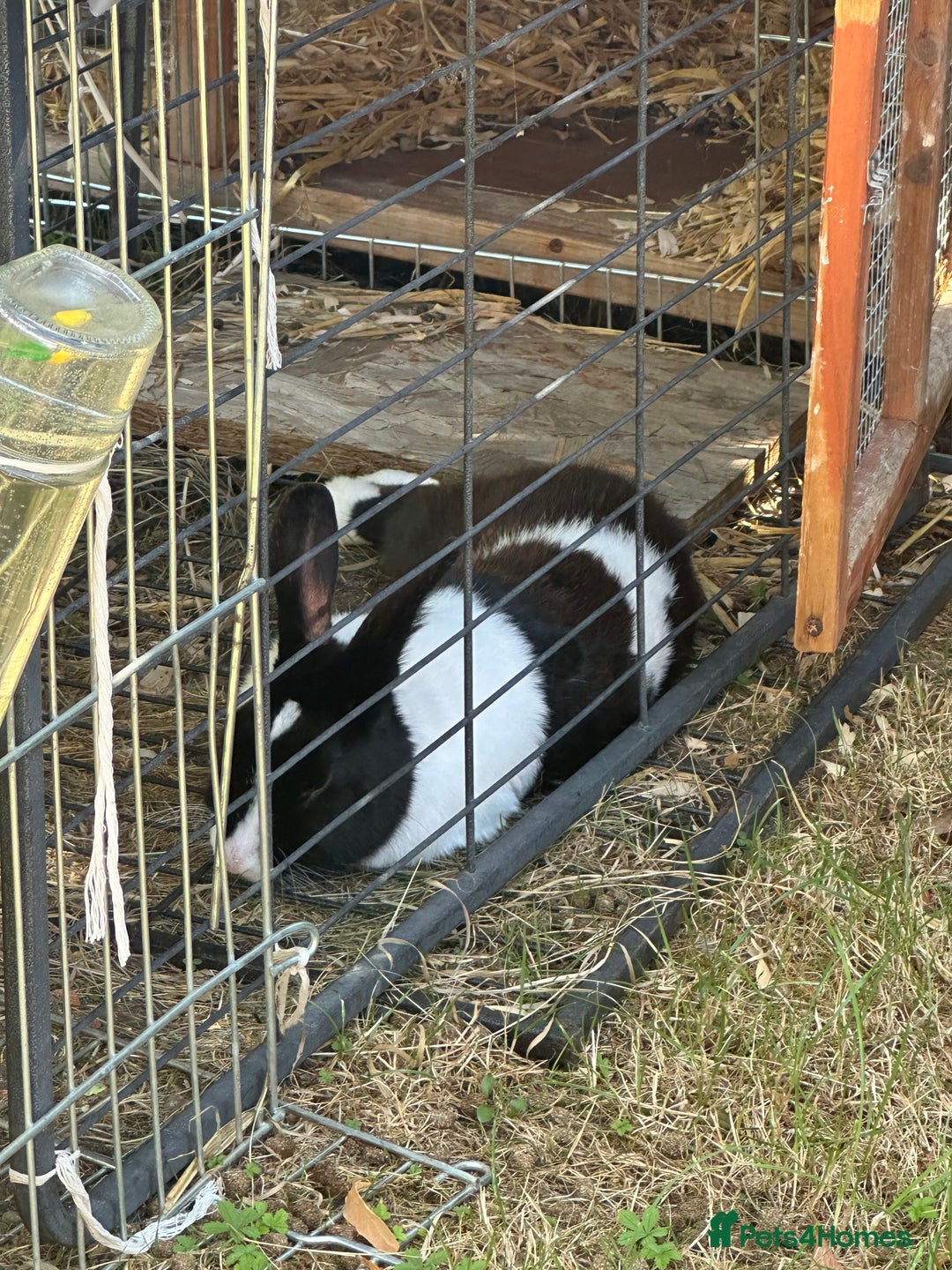 Mixed Breed rabbits for sale: Rex cross giant male  - Advert 5