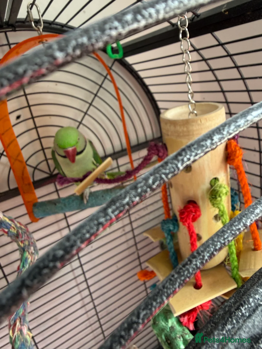 Ringnecks birds for sale: Pretty parrot alexandrine  - Advert 3