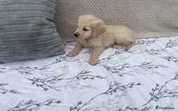 Golden Retriever dogs for sale: Golden retriever puppies  - Image 9