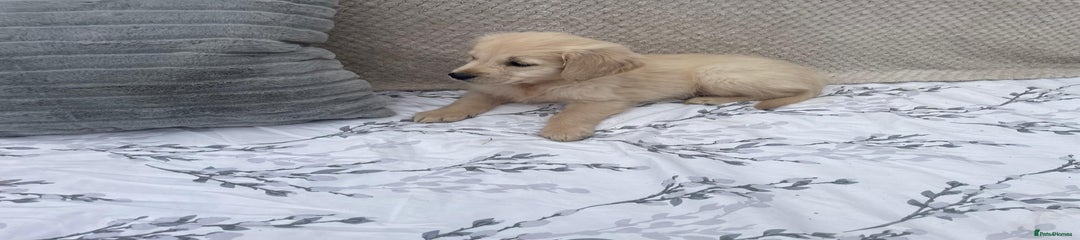 Golden Retriever Puppy 5