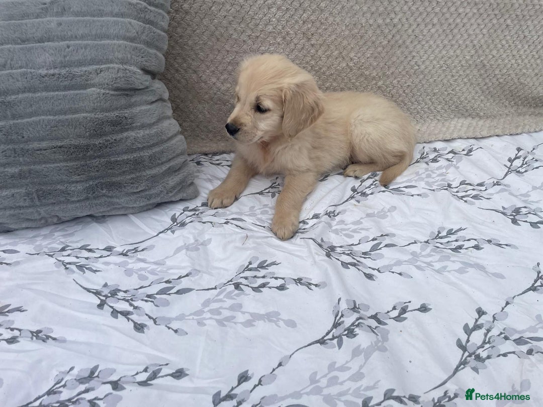 Golden Retriever dogs for sale: Golden retriever puppies  - Image 9