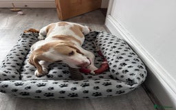 Beagle dogs for sale: 2 year old yellow coloured Beagle - Image 5