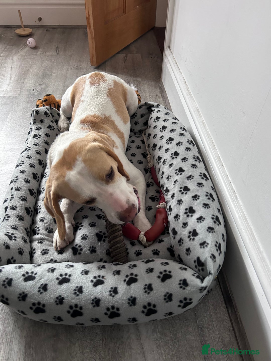 Beagle dogs for sale: 2 year old yellow coloured Beagle - Image 5