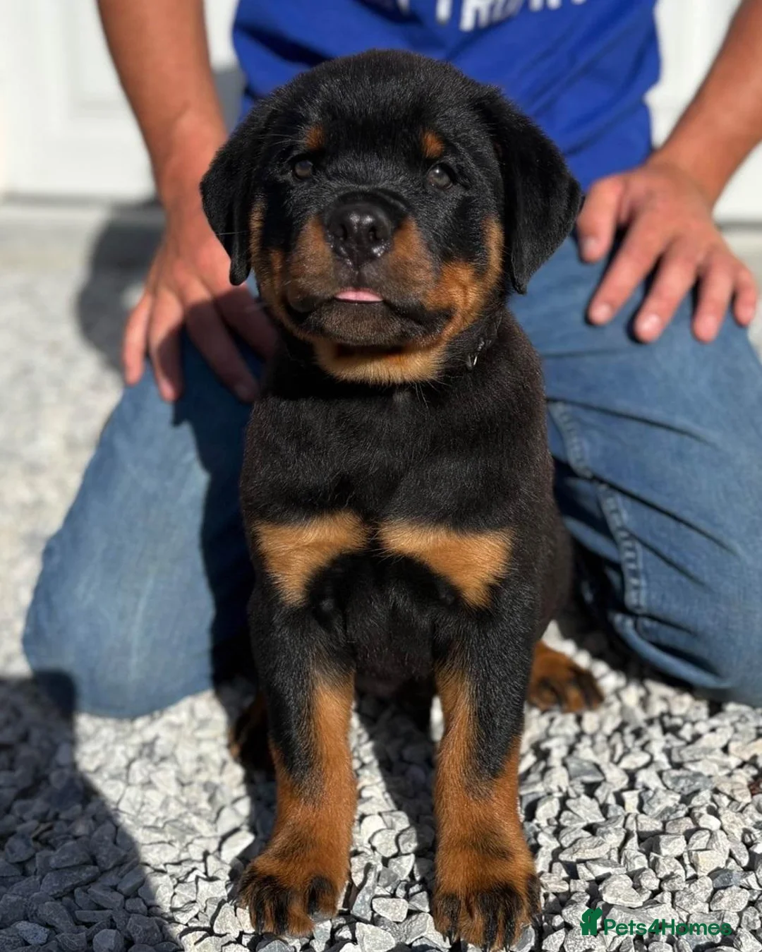 Rottweiler dogs for sale: 💯Oustanding big chunky M/F💯Ready in a few💋💋 in Buxton - Advert 1