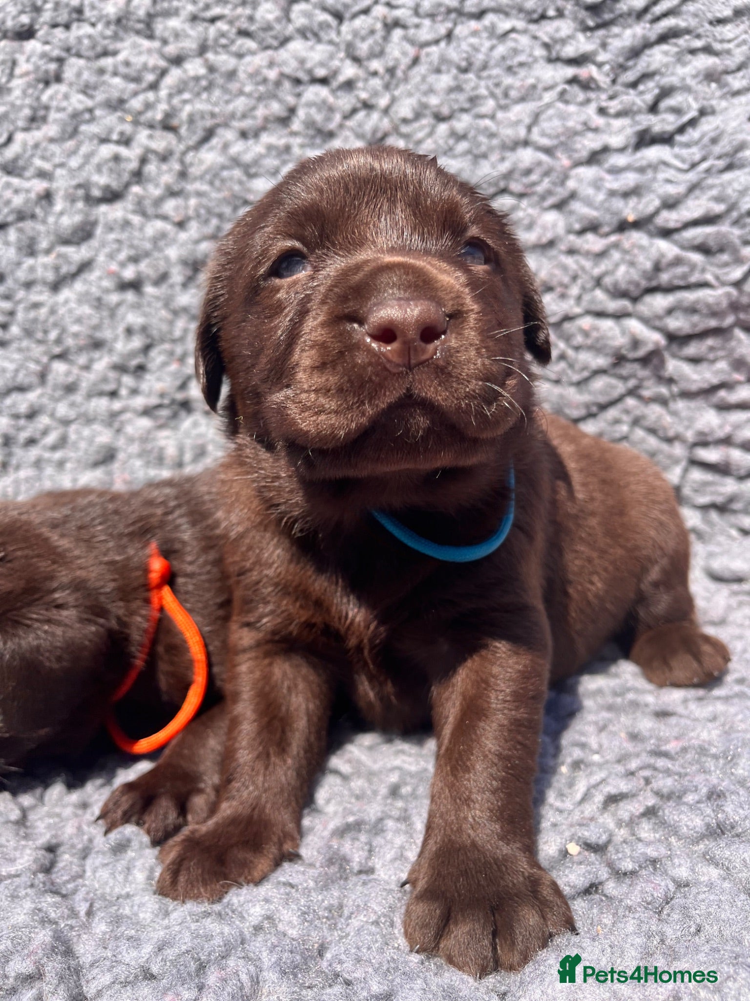 Labrador Retriever dogs Chocolate Labs Extenively health Tested  - Advert 2