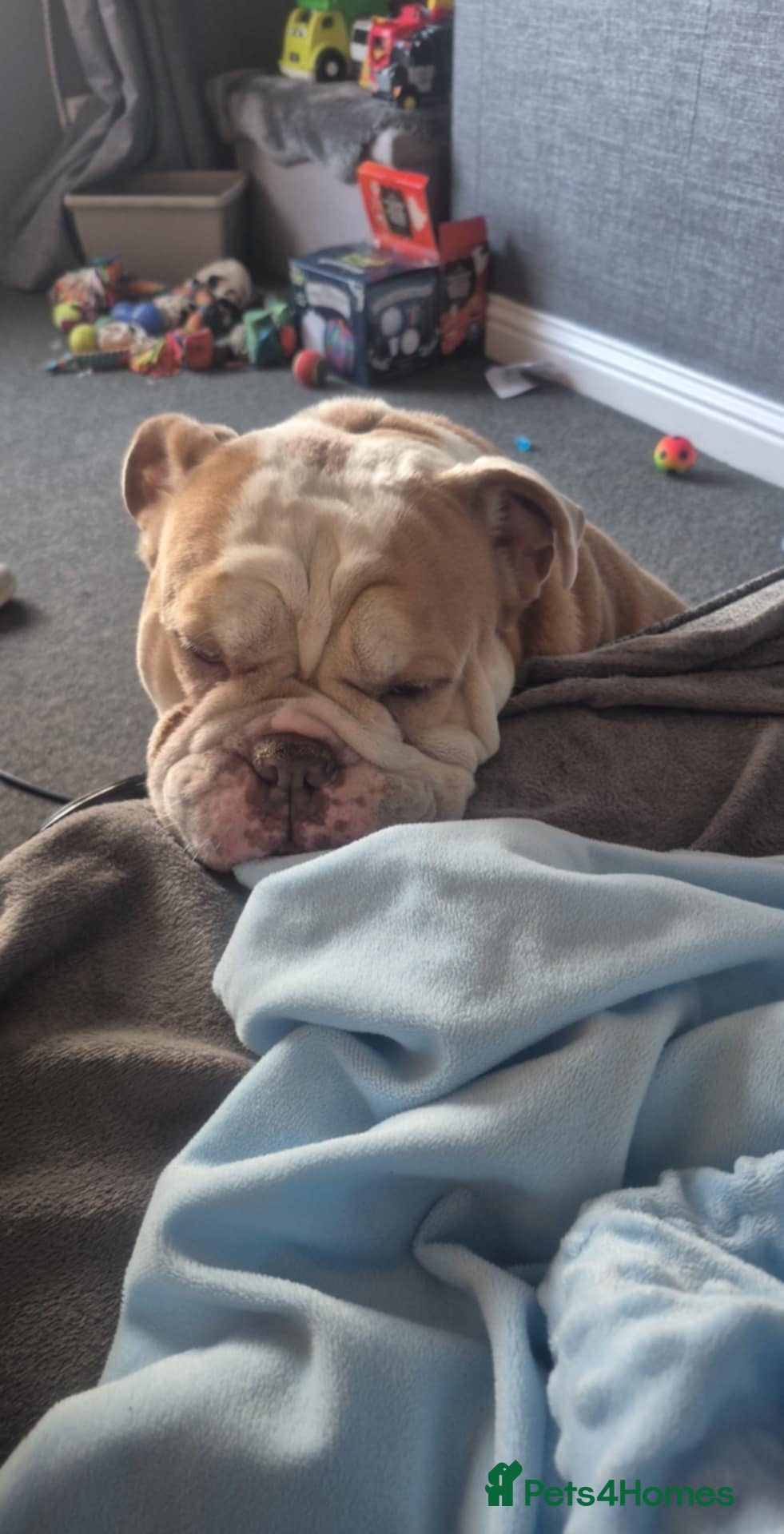 English Bulldog dogs Stunning bulldog  - Advert 13