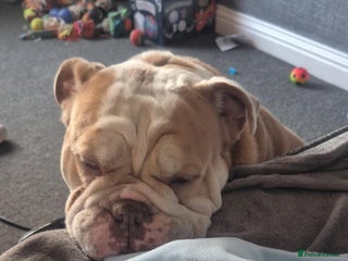 English Bulldog dogs for sale: Stunning bulldog - Advert 1
