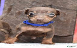 Miniature Dachshund dogs for sale: Miniature Dachshunds Chocolate and Tan Boys  - Image 2