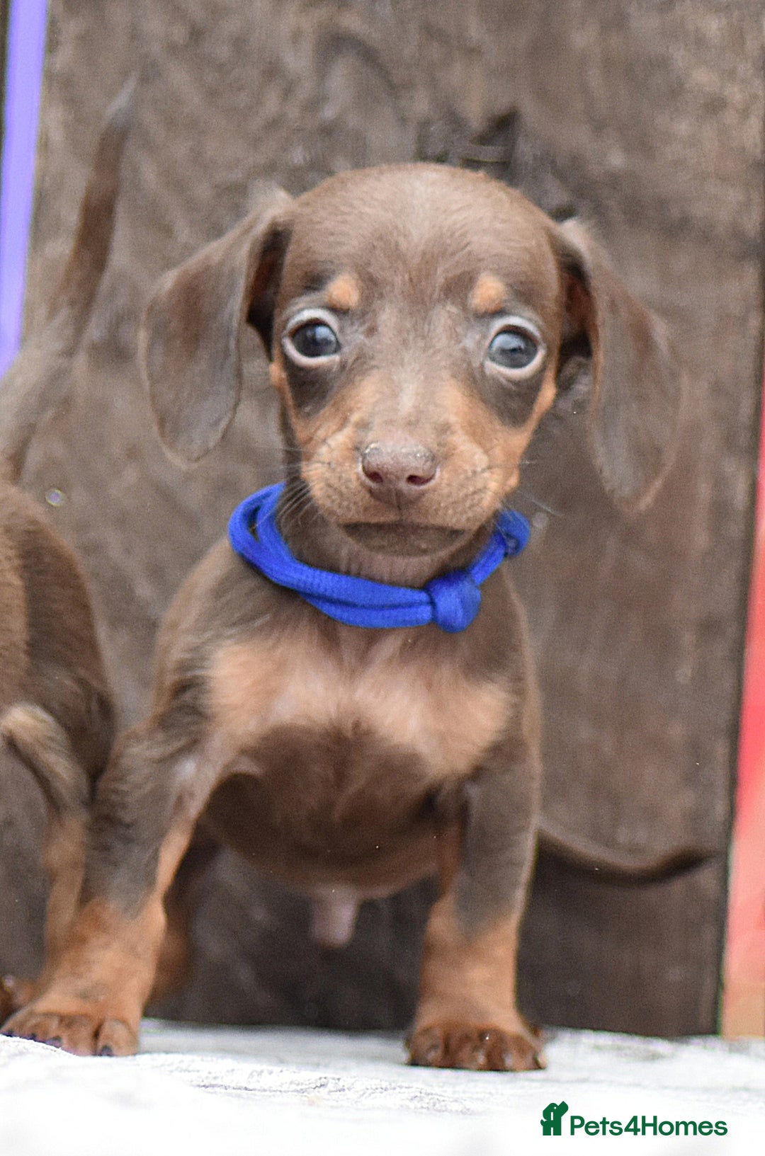 Miniature Dachshund dogs for sale: Miniature Dachshunds Chocolate and Tan Boys  - Image 2